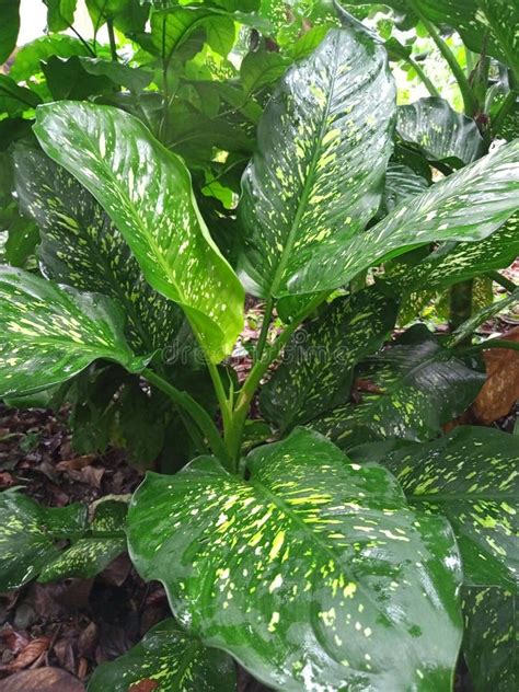 Aglaonema Es Una Popular Planta Ornamental De La Tribu Taro O Araceae