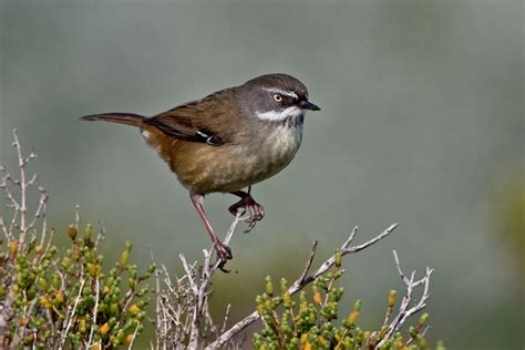 White Browed Scrubwren Birds In Backyards