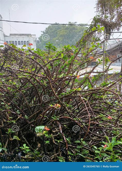 Trees with Thorns in the Rain Stock Image - Image of food, shrub: 263345765
