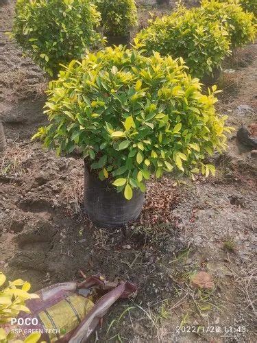 Ficus Panda For Garden At ₹ 300 In Rajahmundry Id 25016703255