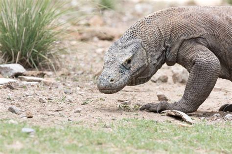 Walking Komodo Dragon Stock Image Image Of Hunter Danger 302378623