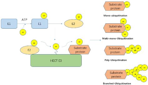 Figure From Structure And Function Of Hect E Ubiquitin Ligases And