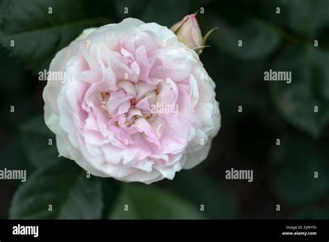 Vesalius Rose Hi Res Stock Photography And Images Alamy