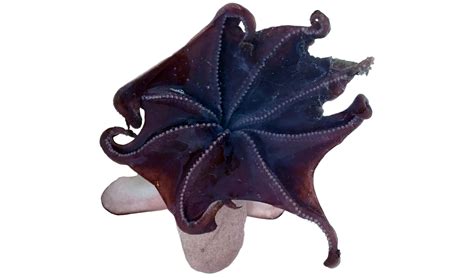 Seeing Inside The Newly Discovered Emperor Dumbo Octopus Hakai Magazine