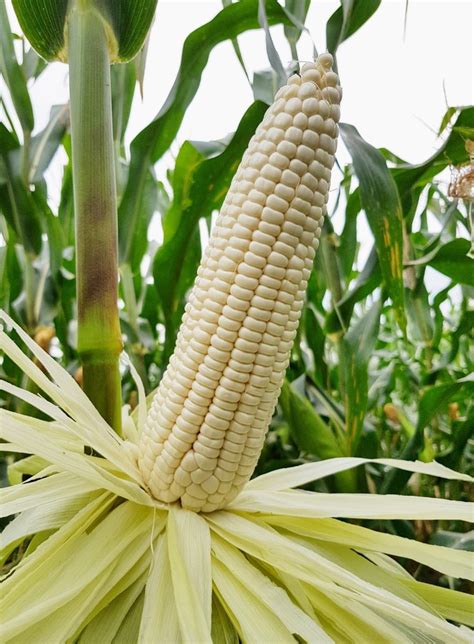 Bắp nếp | High-Quality Tropical Vegetable Seeds for Smallholder Farmers