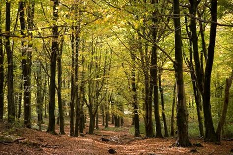 Natural Resources Wales / Fforest Fawr, near Caerphilly