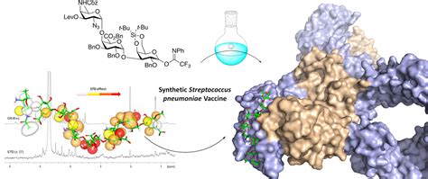 Towards a novel synthetic Streptococcus pneumoniae vaccine | CIC ...