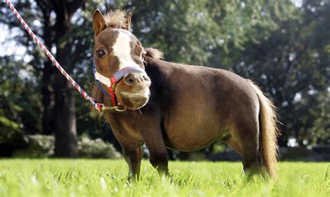 Thumbelina: Smallest Horse in the World Is Size of a Dog