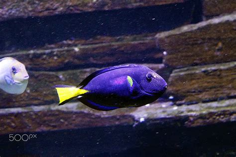 Blue Hippo Tang Care & Facts (Paracanthurus hepatus)