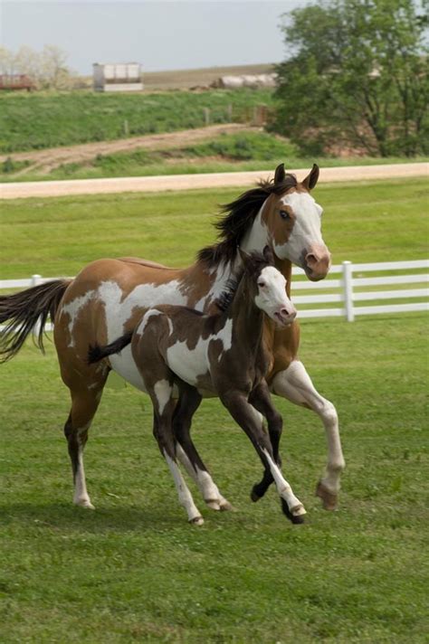 American Paint Horse - gallop to discover