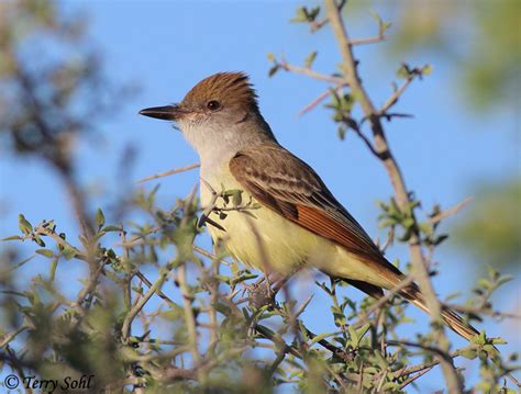 Brown-crested Flycatcher - Photos - Photographs - Pictures