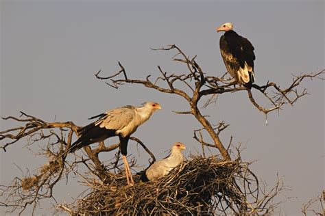 Secretary Bird Facts: The Crowned Feathered Creature of Africa