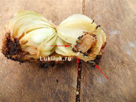 Луковая муха в луке и как избавиться от личинок луковой мухи