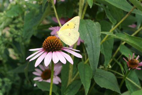 Butterfly On Puple Cone Flower Smithsonian Photo Contest