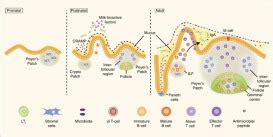 Neonatal Mucosal Immunology Mucosal Immunology