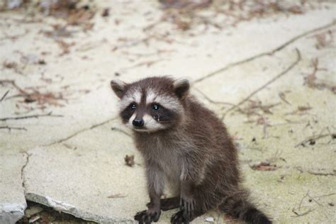 Sad Baby Raccoon Dont Cry Little Raccoon Unfortunatel Flickr