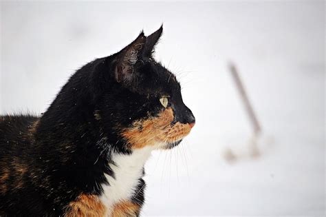 Winter Cat Snow Free Photo On Pixabay Pixabay