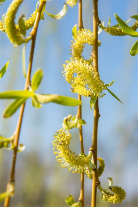 Salix X Sepulcralis Chrysocoma Golden Weeping Willow Nature First