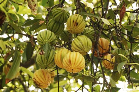 Garcinia Gummi-gutta is a Tropical Species of Garcinia Native To ...