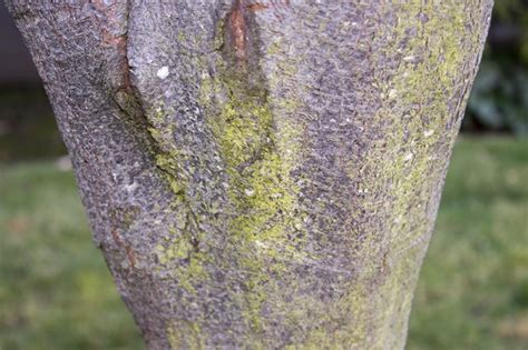 How To Treat Fungus On A Tree Hunker