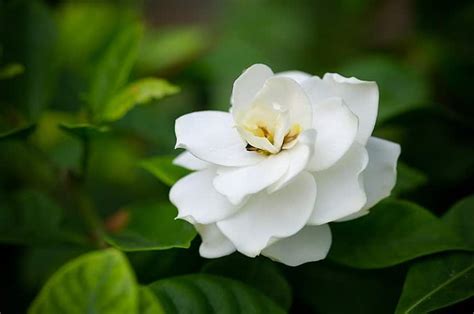 How To Grow Gardenias Indoors Top Care Tips Smart Garden Guide