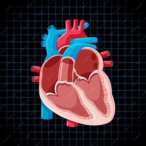 Human Heart Diagram Unlabeled