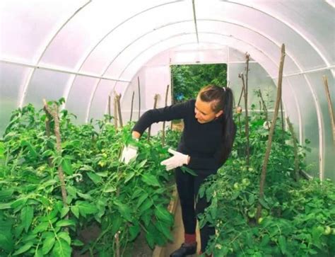 Looking To Supercharge Your Tomato Plants? Try Companion Planting!