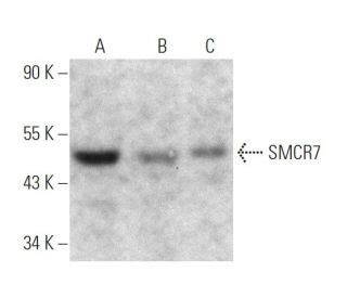 SMCR7抗体 A 5 SCBT Santa Cruz Biotechnology