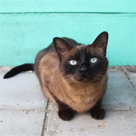 7 Fascinating Facts About Siamese Cats