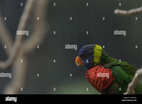 Regenbogen Lorikeet Vogel Trichoglossus Haematodus Findet Sich In Den