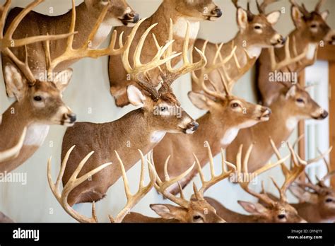 Deer Heads Hi Res Stock Photography And Images Alamy Atelier Yuwa Ciao Jp