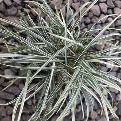 Ophiopogon Japonicus Variegata Silver Mist Mondo Grass 3 5 Pot