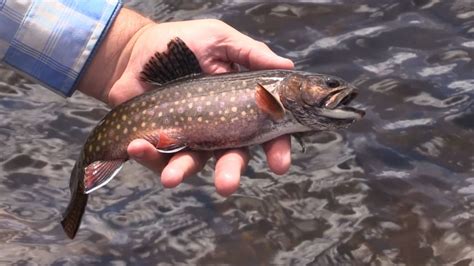 Fishing in Wyoming's Wind River Range - KSL Outdoors