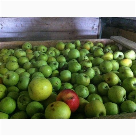 Продам яблука для переробки, купити яблука для переробки — Agro-Ukraine
