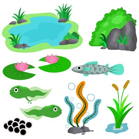 Pond rock Grass Lotus tadpoles fish seaweed reed. Ecology of pond