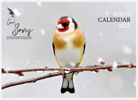 2025 Birds Calendars Double A4 Version Carl Bovis Nature Ph