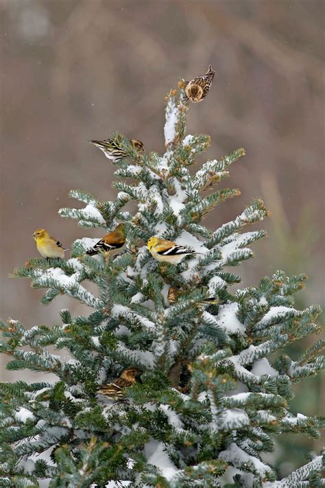 Why Do Birds Flock Together in Winter? - Birds and Blooms