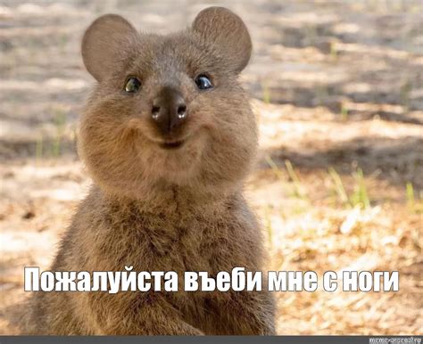Создать мем "квокка мягкая игрушка, квокка арт, животное квокка ...