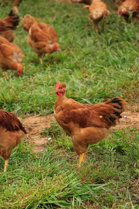 An Avian Influenza Guide For Backyard Chicken Owners In The Field