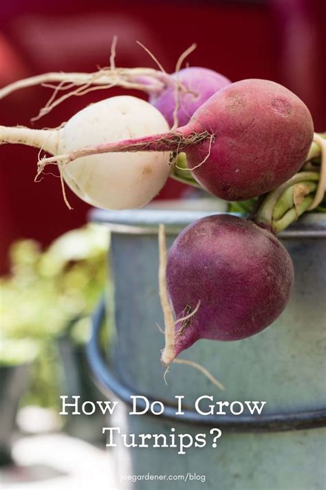 Radishes And Turnips Growing In A Pot With The Words How Do I Grow Turnips