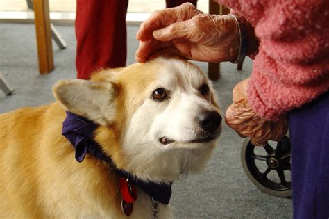 The Health Benefits Of Pet Therapy Animal Assisted Therapy Aat And