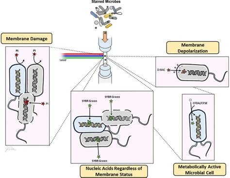 Multiplatform Physiologic And Metabolic Phenotyping Reveals Microbial