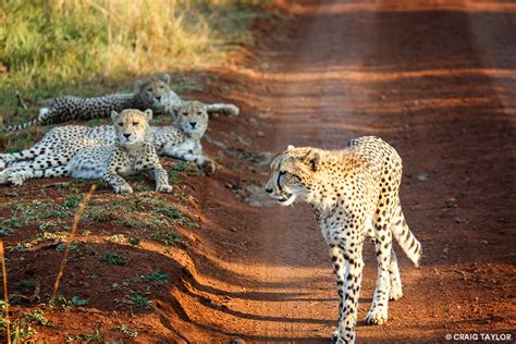 Cheetah Blogs You Wont Want To Miss Panthera