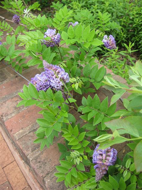 Growing American Wisteria Hgtv