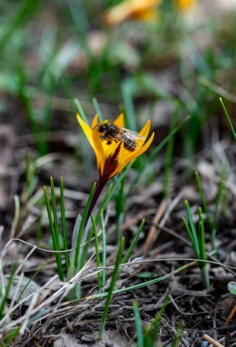 In Early Spring A Yellow Crocus Attracts A Honey Bee To Collect Nectar