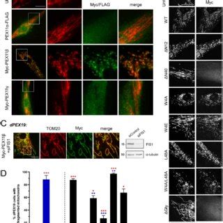 Spherical mitochondria, which form through PEX11β-driven mitochondrial ... 