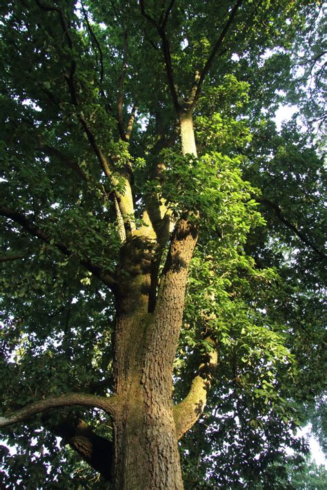 Quercus Canariensis Pan Global Plants