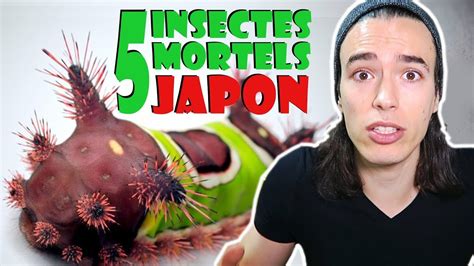 LES INSECTES LES PLUS DANGEREUX DU JAPON YouTube