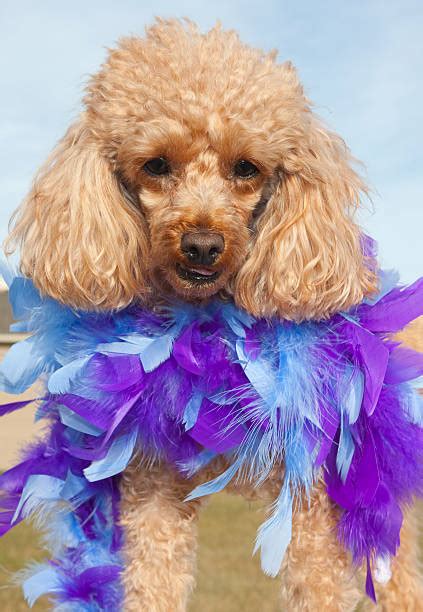 60 Party Pooch Stock Photos Pictures And Royalty Free Images Istock