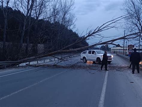 Mudurnu yolunda devrilen ağaç yolu trafiğe kapattı Medyabar